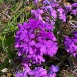 Verbena canadensis പുഷ്പം