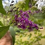 Vernonia gigantea Flower