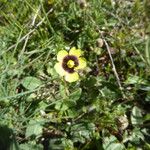 Tuberaria guttata Habitus