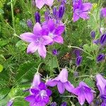 Campanula portenschlagianaŽiedas