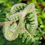 Dicksonia antarctica 整株植物