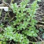 Galium saxatile Leaf