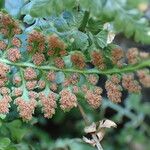 Asplenium foreziense Fruchs