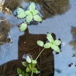 Callitriche stagnalis Leaf