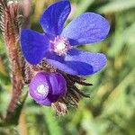 Anchusa azurea Цвят