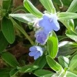 Glandora oleifolia 花