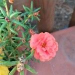 Portulaca grandiflora برگ