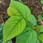 Rubus idaeus L.Feuille