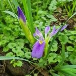Iris brevicaulis 葉