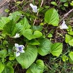 Viola palustris Ліст