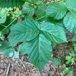 Rubus polonicus Leaf