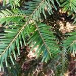 Abies alba Leaf