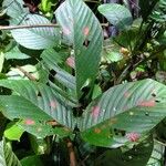 Dioclea malacocarpa Folla