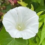 Calystegia silvatica 花