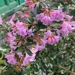 Abelia x grandiflora Flor