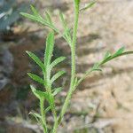 Lepidium lasiocarpum Habitus