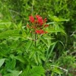 Rhodopentas parvifolia Blüte
