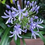 Agapanthus africanus Flower