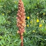 Orobanche laserpitii-sileris Flower