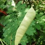 Caesalpinia pulcherrima Fruit