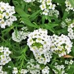 Lobularia maritima Flower