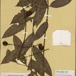 Talisia cupularis Meyve