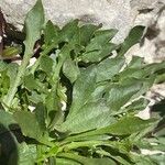 Hypochaeris robertia Hoja