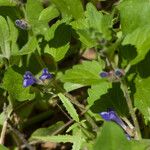 Scutellaria tuberosa Агульны выгляд