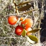 Osyris lanceolata Fruit
