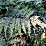 Athyrium niponicum Blad