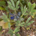 Lupinus micranthus Leaf