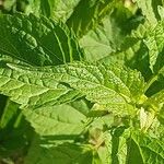 Ageratina altissima पत्ता