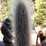 Cleistocactus hyalacanthus Inny