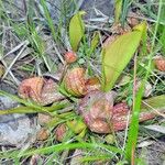 Sarracenia psittacina Yeri