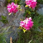 Rhododendron ferrugineumFlor