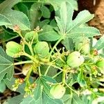 Jatropha glauca Fruit