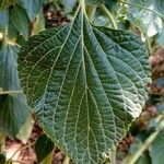 Salvia tiliifolia Leaf