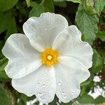 Cistus populifolius Blodyn