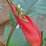 Heliconia bihai Habitat