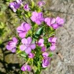 Phlox maculata Λουλούδι