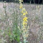 Verbascum lychnitisFlor