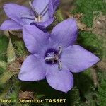 Campanula alata Fleur