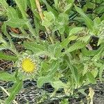 Centaurea benedicta Blomst