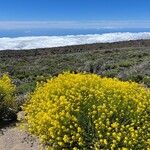 Descurainia bourgaeana Flor
