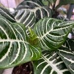 Aphelandra squarrosa Leaf