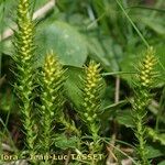 Selaginella selaginoides Altul/Alta