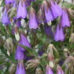 Campanula wanneri Bloem