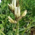 Astragalus cicer 花