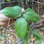 Mucuna pruriens Leaf