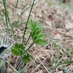 Anemone patens Blatt